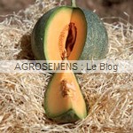Petit gris de Rennes, semences melon bio - AGROSEMENS