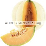 Tobbia semences melon bio - AGROSEMENS