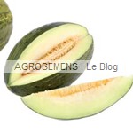 Vert olive semences melon bio - AGROSEMENS
