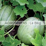 Vieille France semences melon bio - AGROSEMENS