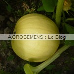 Courge Melonette - semences bio AGROSEMENS