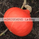 Fictor courge - semences bio AGROSEMENS