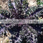 Chou kale bio, Roter Krauser - semences maraîchères AGROSEMENS