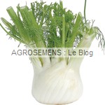 Fenouil bio Wadenromen - semences AGROSEMENS