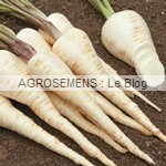 Panais Guernesey bio - semences maraîchères AGROSEMENS