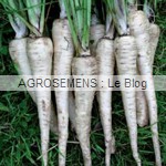 panais bio - semences maraîchères AGROSEMENS