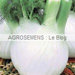 fenouil bio romanesco - semences bio AGROSEMENS