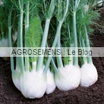 fenouil bio rondo - semences bio AGROSEMENS