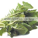 Catalogna Chicorée rouge - semences maraîchères bio AGROSEMENS