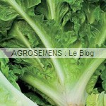 Cornet d' Anjou chicorée scarole - semences maraîchères AGROSEMENS