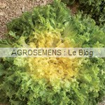 Domari chicorée frisée bio - semences maraîchères AGROSEMENS