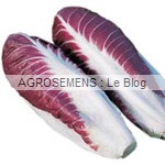 Fiero Chicorée rouge - semences maraîchères bio AGROSEMENS