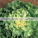 Grosse Bouclée chicorée scarole - semences maraîchères AGROSEMENS