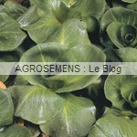 chicorée bio - semences maraîchères AGROSEMENS