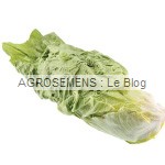 Pain de sucre Chicorée rouge - semences maraîchères bio AGROSEMENS