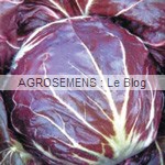 Palla Rossa Chicorée rouge - semences maraîchères bio AGROSEMENS