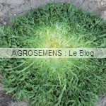 Primafine - chicorée frisée bio - semences maraîchères AGROSEMENS