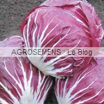 Rubro Chicorée rouge - semences maraîchères bio AGROSEMENS
