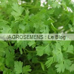 cerfeuil bio - semences bio AGROSEMENS