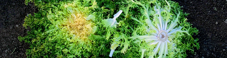 Chicorée frisée bio - semences maraîchères AGROSEMENS