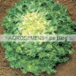 Grosse pancalière frisée - chicorée frisée bio - semences maraîchères AGROSEMENS