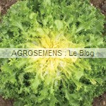 matari - chicorée frisée bio - semences maraîchères AGROSEMENS