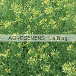 Cameline - semences bio engrais verts AGROSEMENS