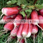 radis bio pernot - semences AGROSEMENS