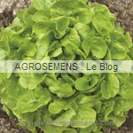 laitue bio semences AGROSEMENS