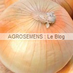 Oignon Jaune de Savoie - semences bio AGROSEMENS