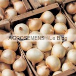 Oignon jaune Cénol - Semences bio AGROSEMENS
