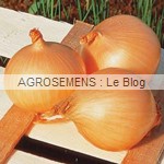 Oignon jaune Sturon - semences bio AGROSEMENS