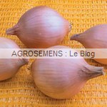 Oignon prometa - semences bio AGROSEMENS