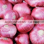 Oignon Plat rouge de Genève - semences bio AGROSEMENS