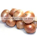 OIGNON Rosé d'Armorique, semences bio AGROSEMENS