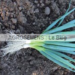 Ciboule Ishikura Long White - semences bio AGROSEMENS