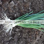 Oignon blanc White Lisbon- semences ciboule bio AGROSEMENS