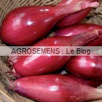 Oignon Rossa lunga di Firenze - semences bio AGROSEMENS