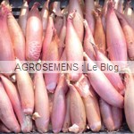 Oignon rose Cuisse de poulet du Poitou - semences bio AGROSEMENS