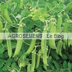 senator pois bio - Semences maraîchères AGROSEMENS