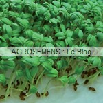 cresson graines germées bio - semences agrosemens
