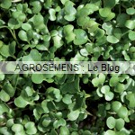 graines germées bio - semences maraîchères AGROSEMENS