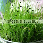 graines germées bio - semences maraîchères AGROSEMENS