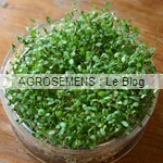 graines germées bio - semences maraîchères AGROSEMENS