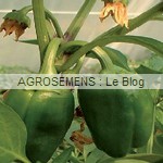 poivron yolo wonder bio - semences AGROSEMENS