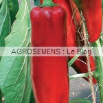 poivron bio atris - semences AGROSEMENS