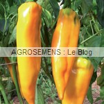 poivron bio Corno di bue giallo - semences maraîchères AGROSEMENS