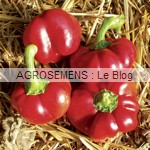 Poivron bio Tomate - semences maraîchères AGROSEMENS