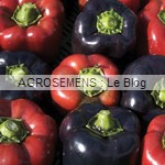 poivron bio violetta - semences maraîchères AGROSEMENS