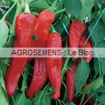 poivron Marconi Rosso -semences bio AGROSEMENS